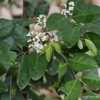 Glycosmis angustifolia Lindl. ex Wight & Arn.